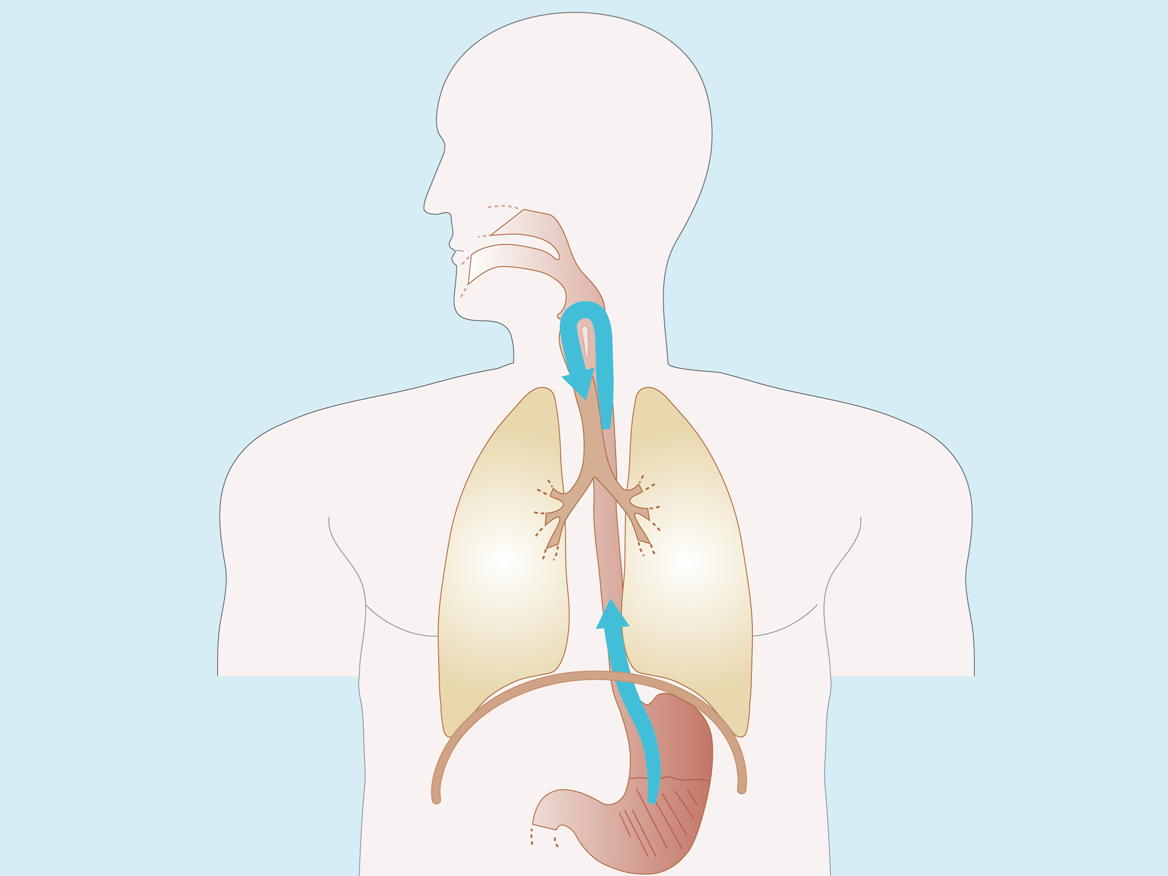 GORD Pathophysiology - Part 1